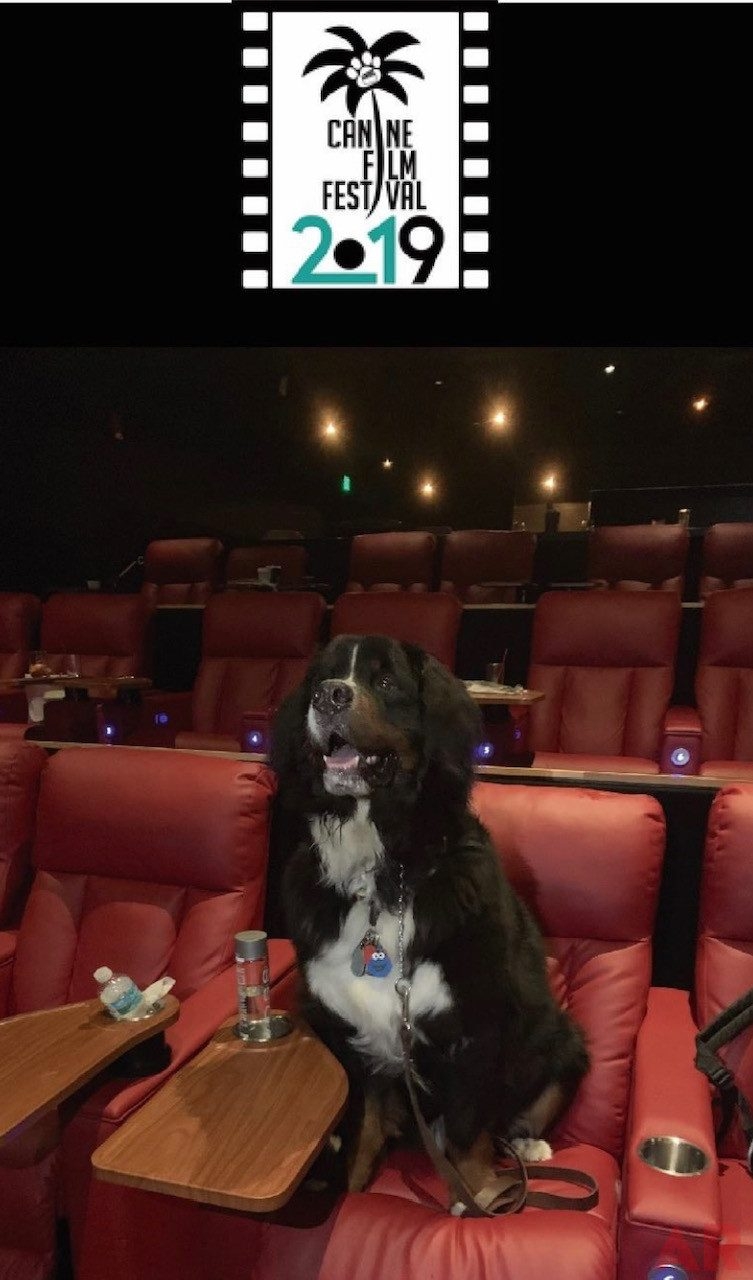 Apollo Love | Ale Ramos Therapy Animals