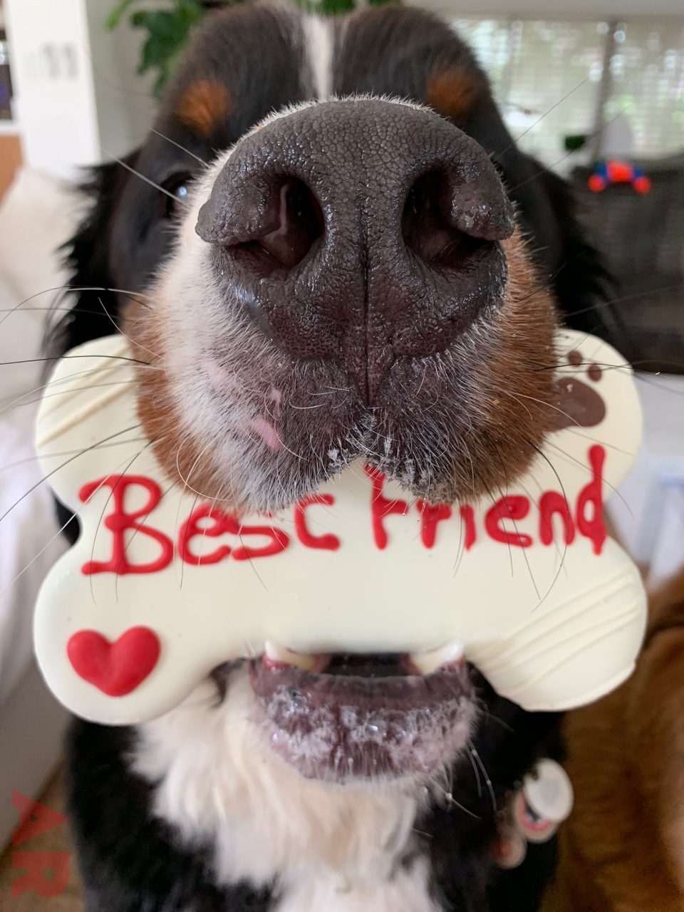 Apollo Love | Ale Ramos Therapy Animals