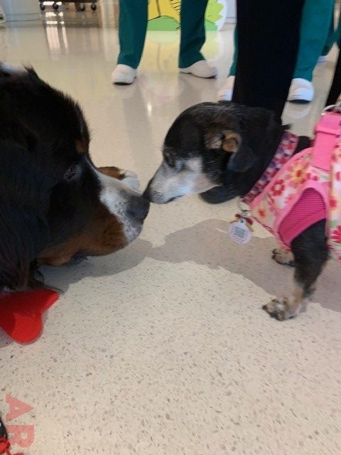 Apollo Love | Ale Ramos Therapy Animals