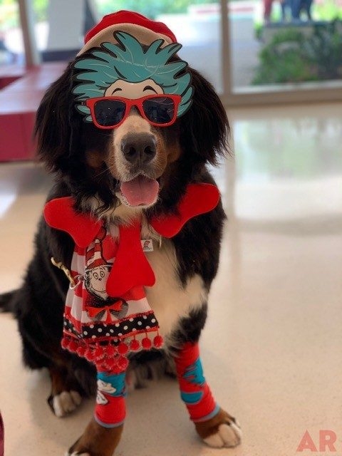 Apollo Love | Ale Ramos Therapy Animals