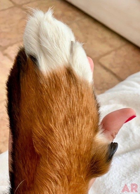 Apollo Love | Ale Ramos Therapy Animals