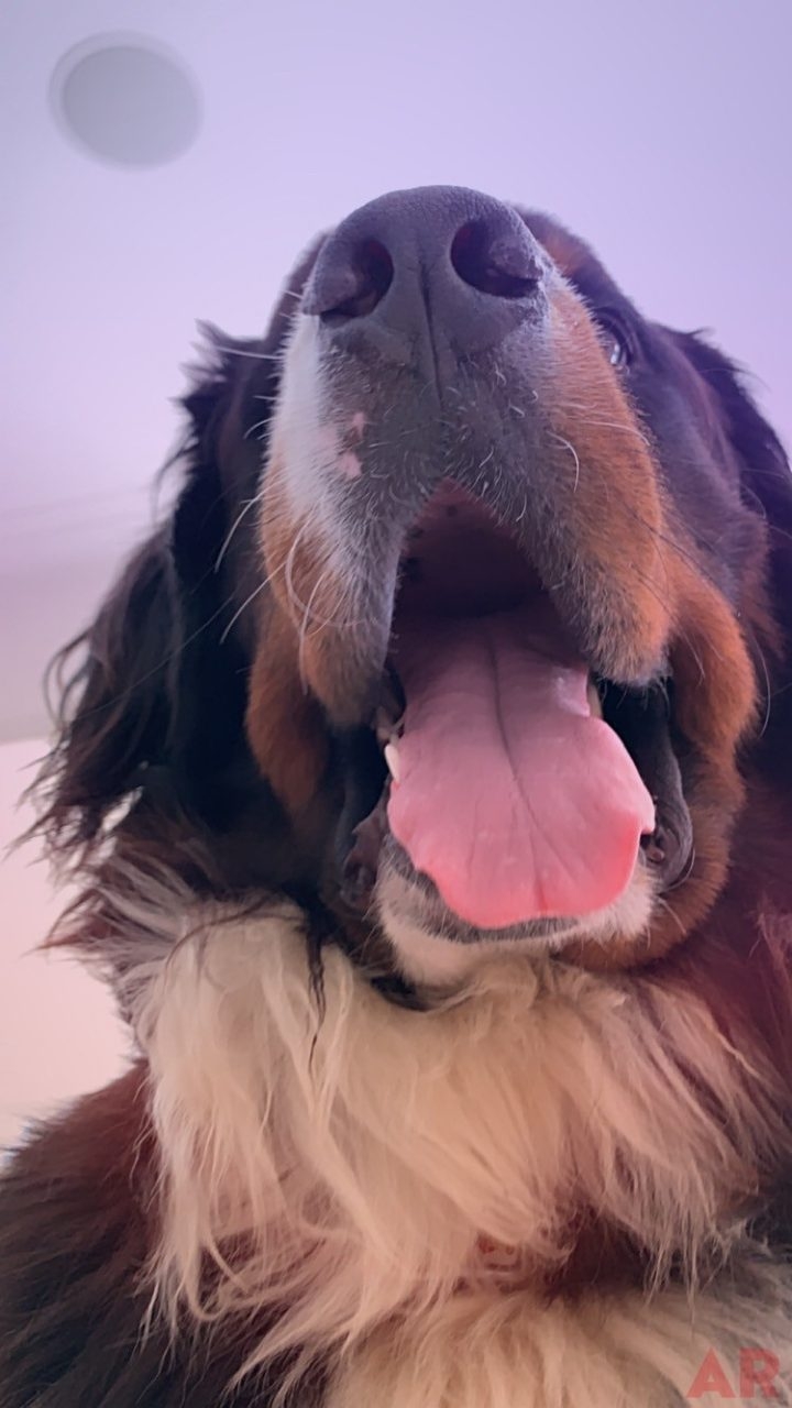 Apollo Love | Ale Ramos Therapy Animals