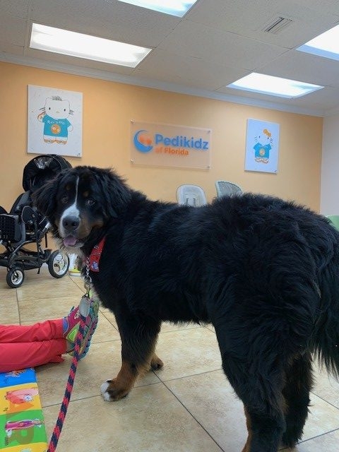Apollo visit Pedikidz | Ale Ramos Therapy Animals