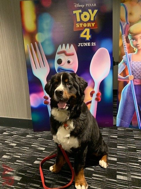 Canine Film Festival Miami - USA | Ale Ramos Therapy Animals