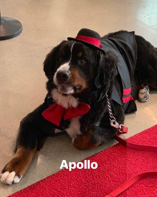Canine Film Festival Miami - USA | Ale Ramos Therapy Animals