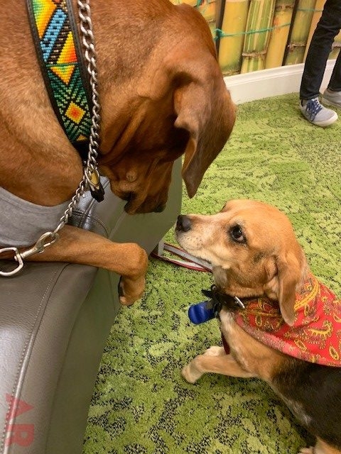 Canine Film Festival Miami - USA | Ale Ramos Therapy Animals