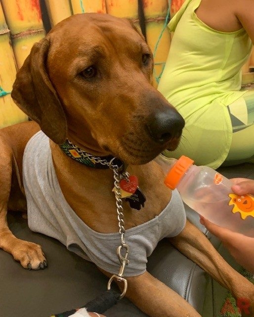 Canine Film Festival Miami - USA | Ale Ramos Therapy Animals