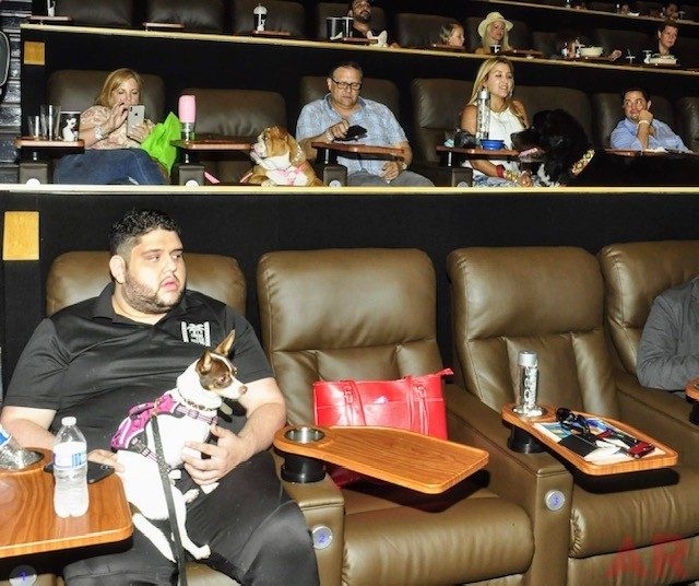 Canine Film Festival Miami - USA | Ale Ramos Therapy Animals