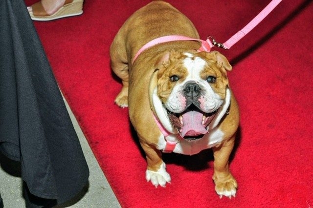 Canine Film Festival Miami - USA | Ale Ramos Therapy Animals