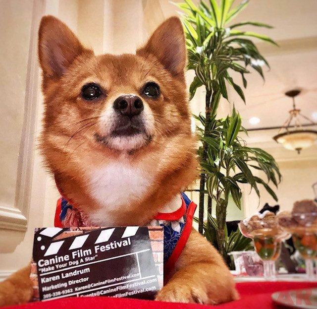 Canine Film Festival Miami - USA | Ale Ramos Therapy Animals