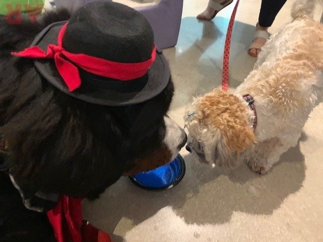 Canine Film Festival Miami - USA | Ale Ramos Therapy Animals