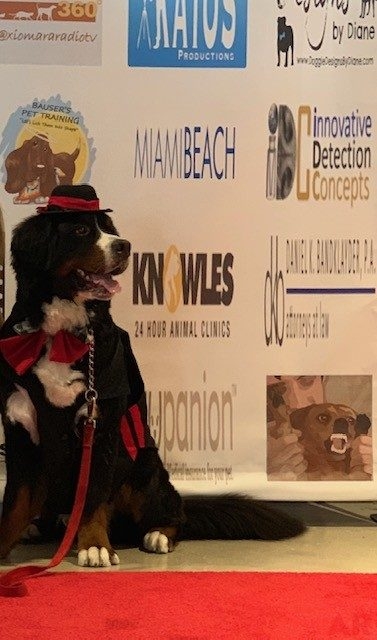 Canine Film Festival Miami - USA | Ale Ramos Therapy Animals