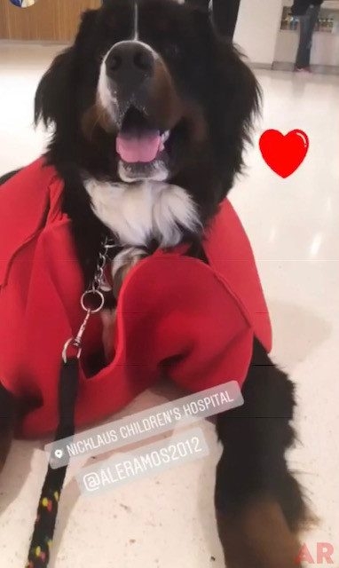 Cardiology event + family reunion by Nicklaus Children’s Hospital | Ale Ramos Therapy Animals
