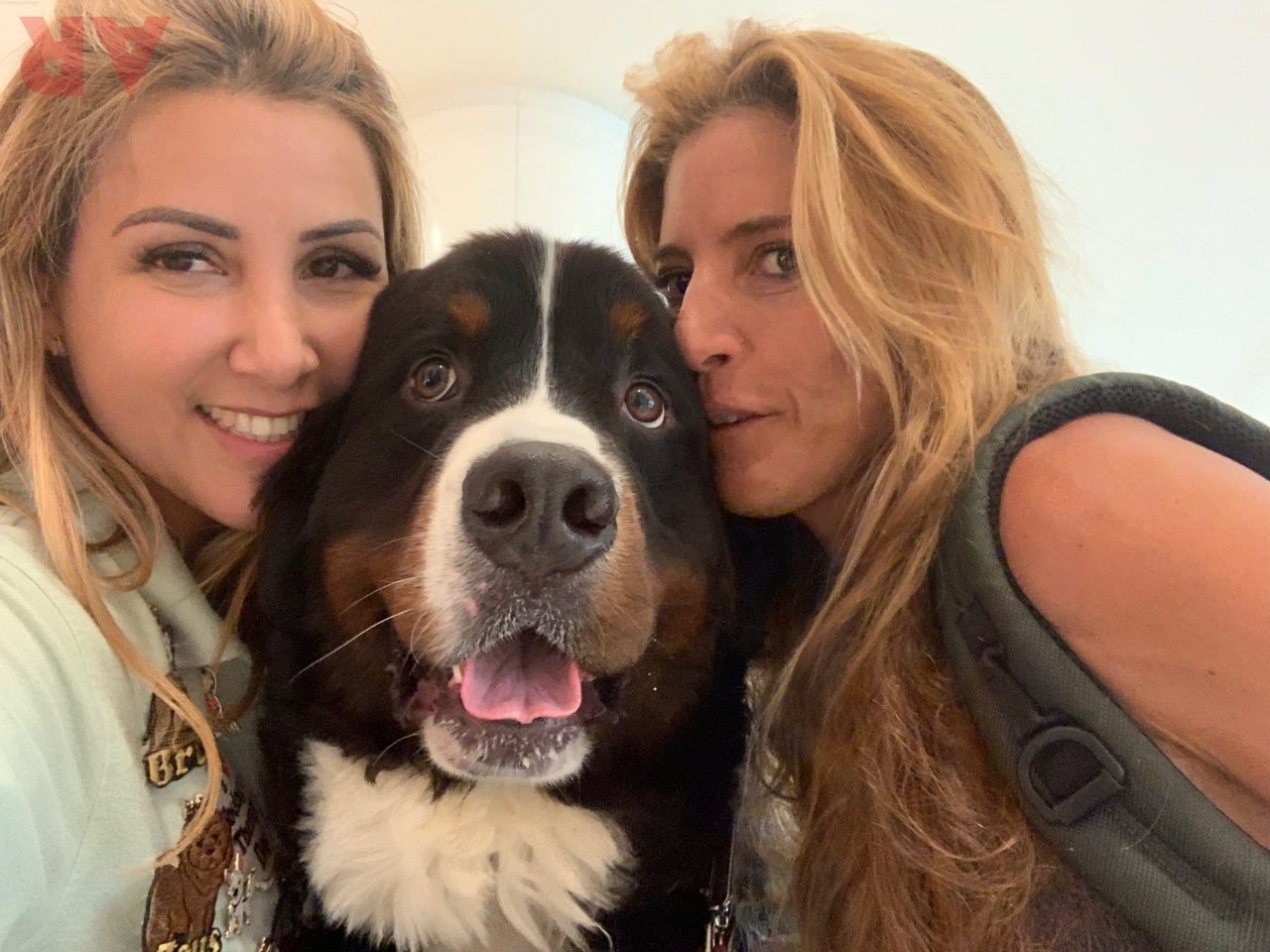 Christmas in July | Ale Ramos Therapy Animals
