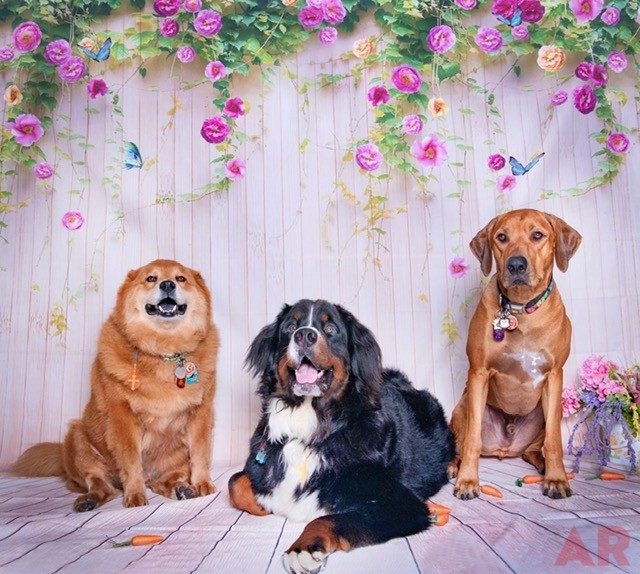 Easter Day | Ale Ramos Therapy Animals