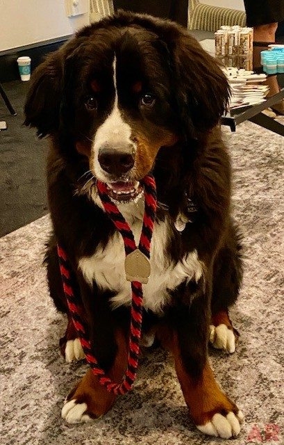 Special Host Apollo Tag Company Event | Ale Ramos Therapy Animals