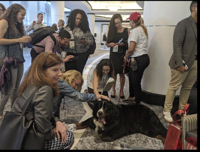 Special Host Apollo Tag Company Event | Ale Ramos Therapy Animals