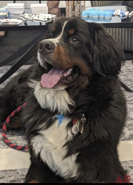 Special Host Apollo Tag Company Event | Ale Ramos Therapy Animals