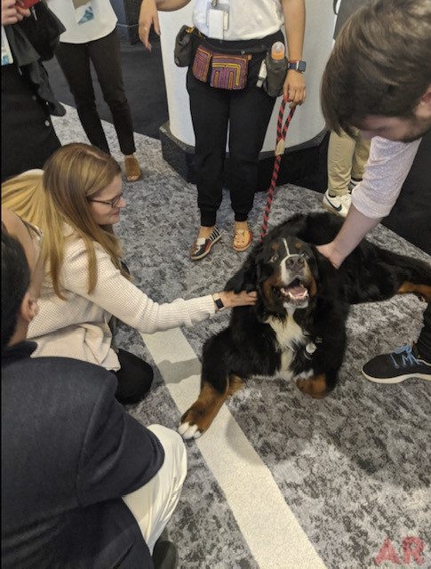 Special Host Apollo Tag Company Event | Ale Ramos Therapy Animals