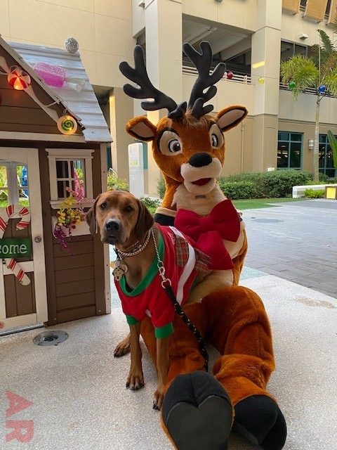 Festival of Light Ceremony by Nicklaus Children’s Hospital | Ale Ramos Therapy Animals