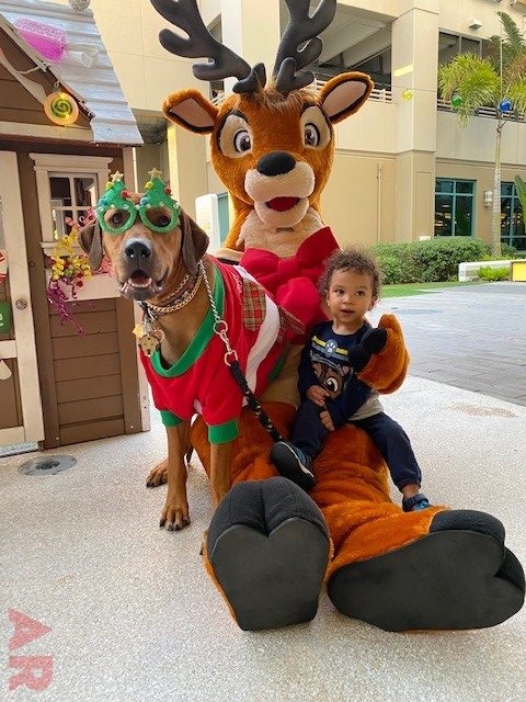 Festival of Light Ceremony by Nicklaus Children’s Hospital | Ale Ramos Therapy Animals