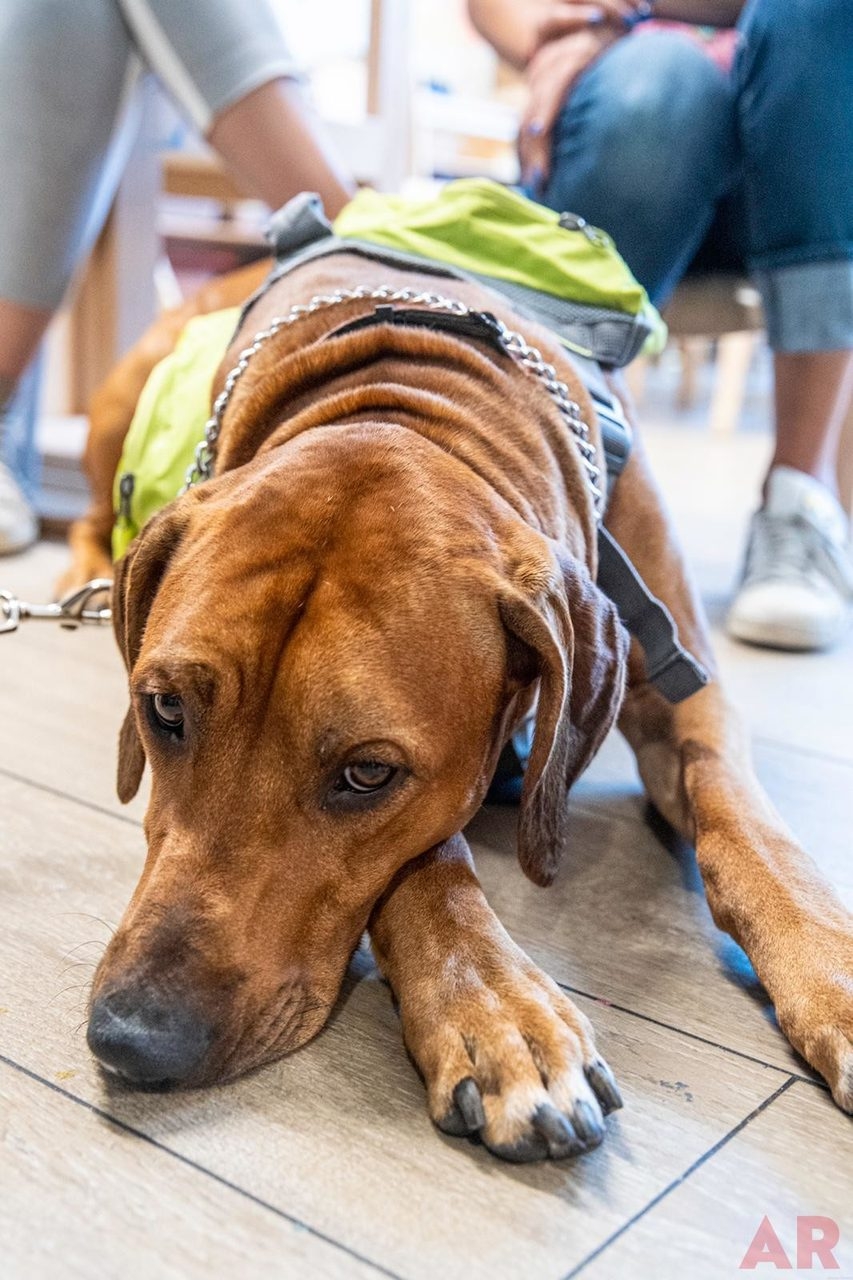 Lotus House Day by Star Kids Project | Ale Ramos Therapy Animals