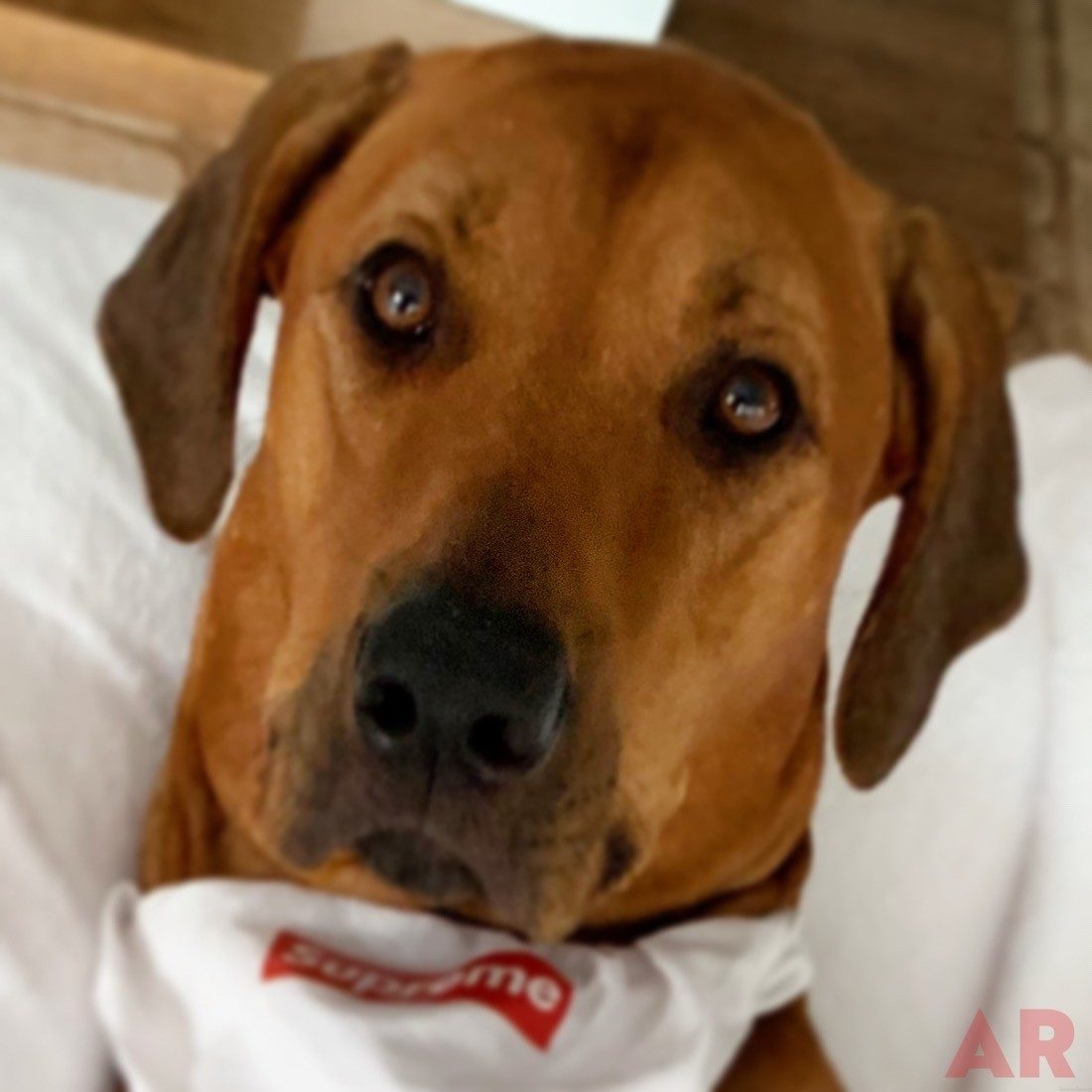 Odin Love | Ale Ramos Therapy Animals