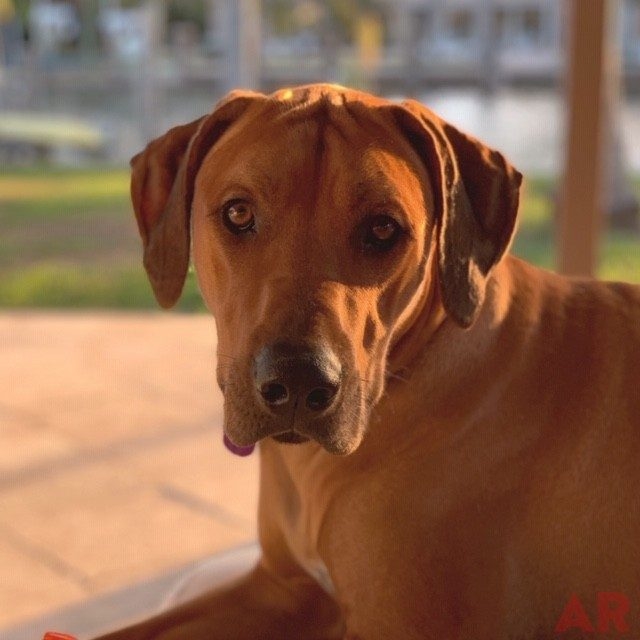 Odin Love | Ale Ramos Therapy Animals