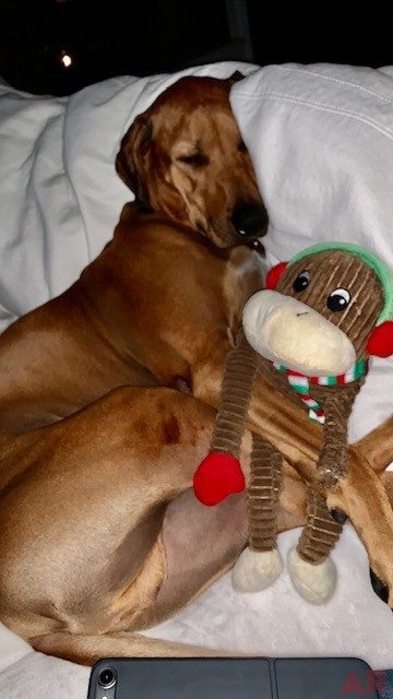 Odin Love | Ale Ramos Therapy Animals