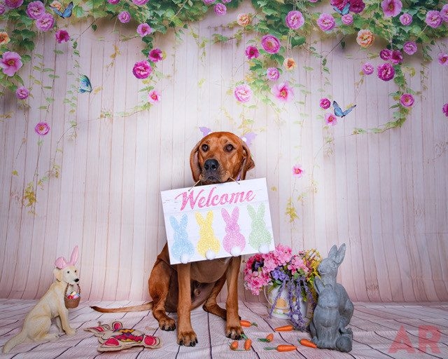 Odin Love | Ale Ramos Therapy Animals