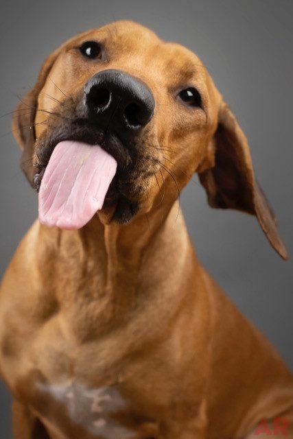 Odin Love | Ale Ramos Therapy Animals