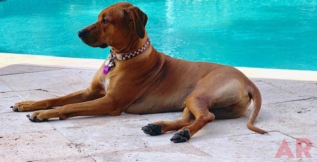Odin Love | Ale Ramos Therapy Animals