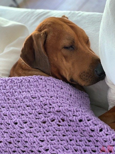 Odin Love | Ale Ramos Therapy Animals