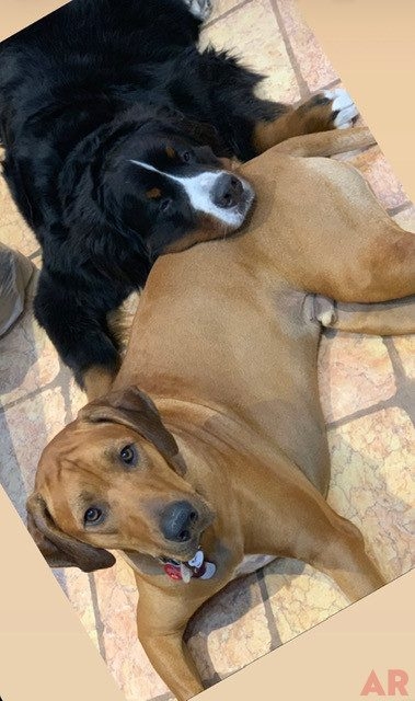 Odin Love | Ale Ramos Therapy Animals