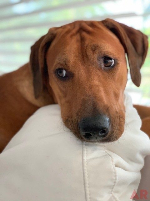 Odin Love | Ale Ramos Therapy Animals