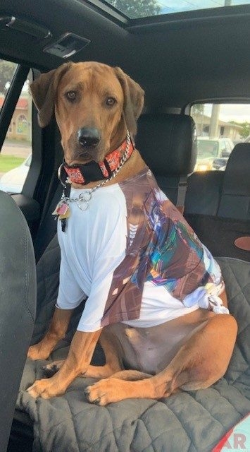 Odin Love | Ale Ramos Therapy Animals
