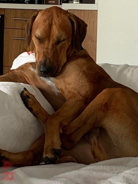Odin Love | Ale Ramos Therapy Animals