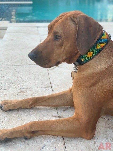Odin Love | Ale Ramos Therapy Animals