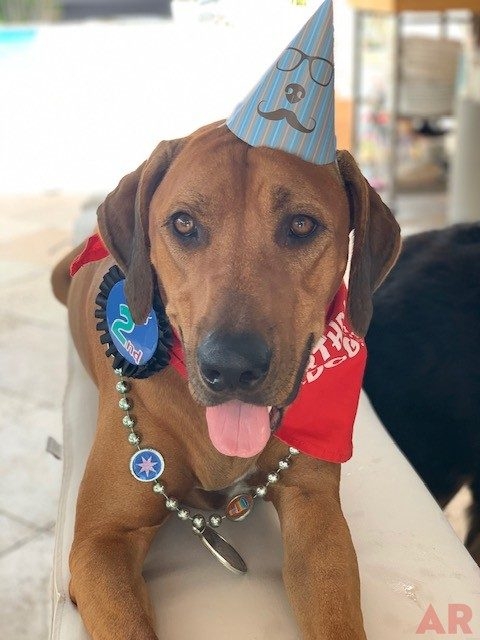 Odin Love | Ale Ramos Therapy Animals