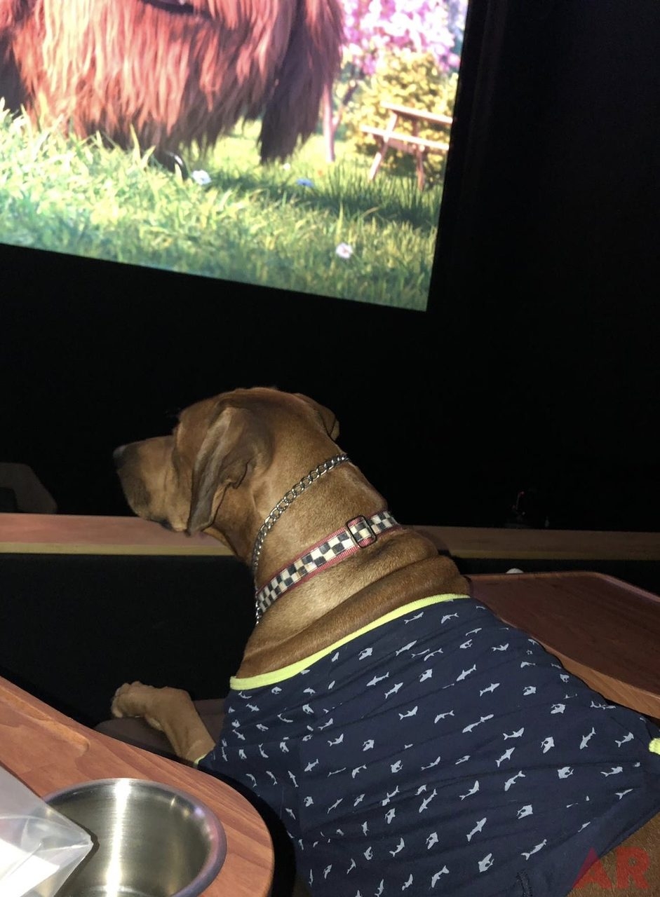 Odin Love | Ale Ramos Therapy Animals