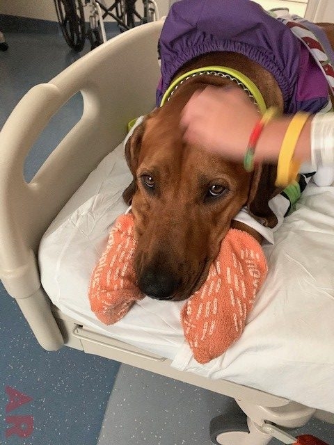 Odin Love | Ale Ramos Therapy Animals