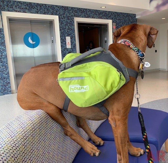 Odin Love | Ale Ramos Therapy Animals