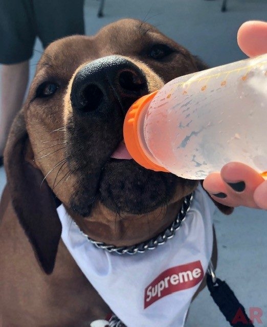 Odin Love | Ale Ramos Therapy Animals