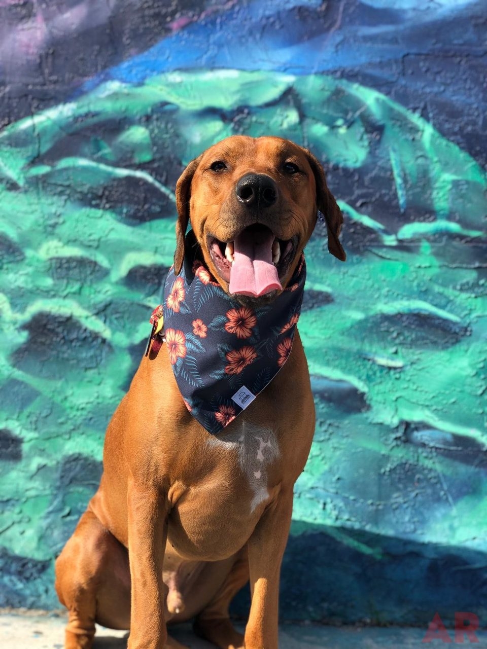 Odin Love | Ale Ramos Therapy Animals
