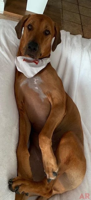 Odin Love | Ale Ramos Therapy Animals