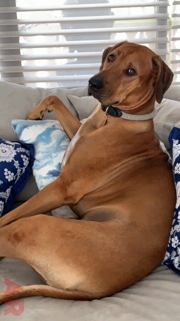 Odin Love | Ale Ramos Therapy Animals