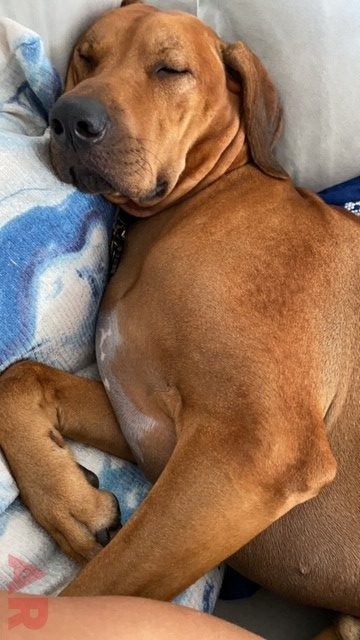 Odin Love | Ale Ramos Therapy Animals