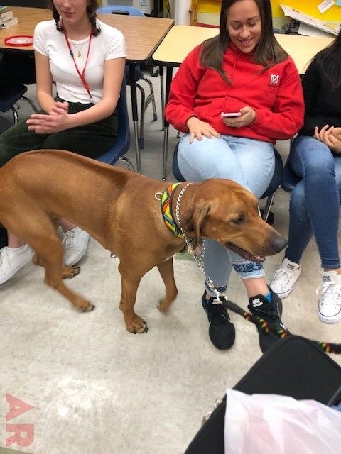 Odin visits at Senior High School MB | Ale Ramos Therapy Animals