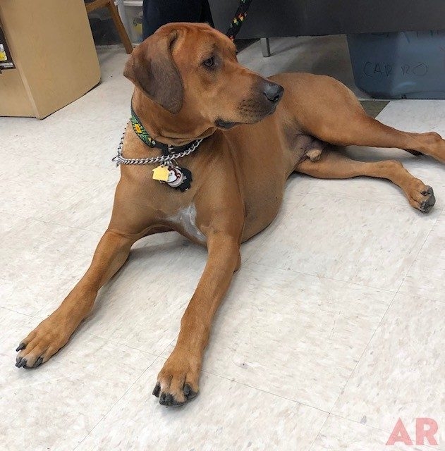 Odin visits at Senior High School MB | Ale Ramos Therapy Animals