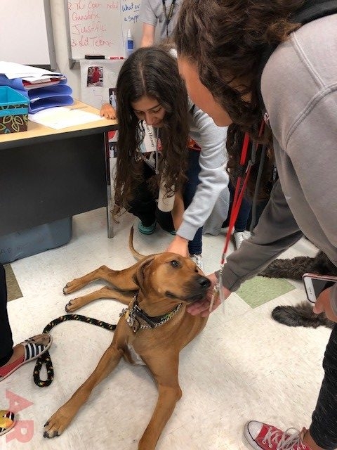 Odin visits at Senior High School MB | Ale Ramos Therapy Animals